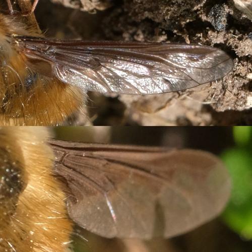 Bombylius sp.